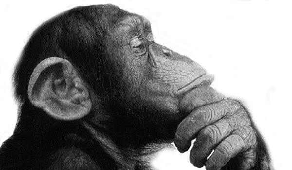 monkey-think
